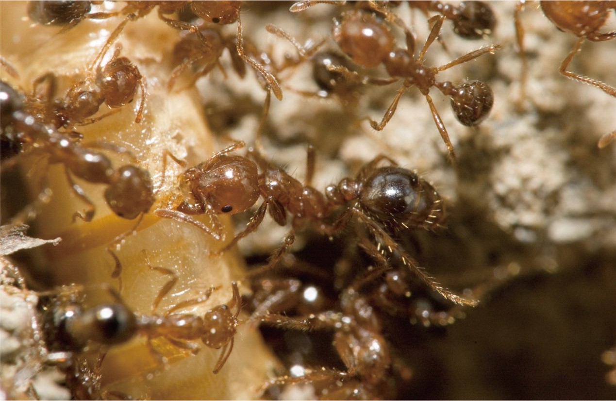 一張含有 無脊椎動物, 螞蟻, 昆蟲, 害蟲 的圖片自動產生的描述
