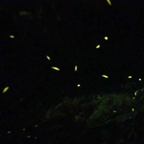 光害影響螢火蟲幼蟲基因表現